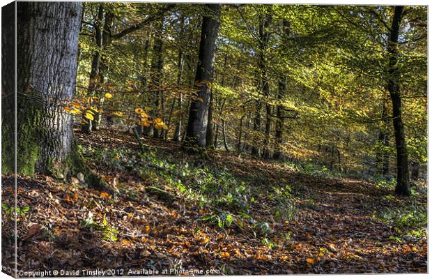 Autumn Colours Canvas Print by David Tinsley