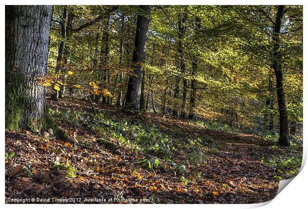 Autumn Colours Print by David Tinsley