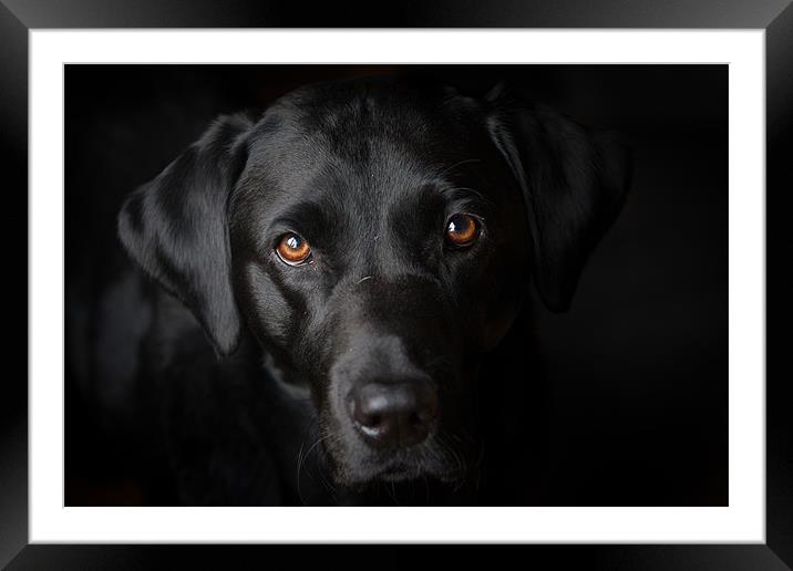 The eyes say it all Framed Mounted Print by Simon Wrigglesworth