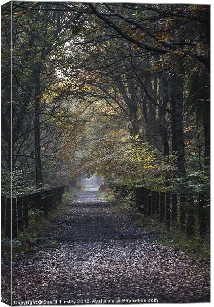 The Cycle Path Canvas Print by David Tinsley