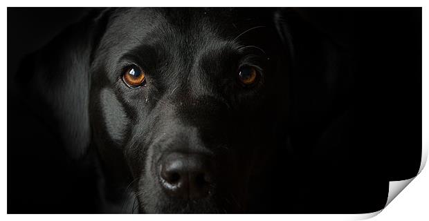 black labrador in the dark Print by Simon Wrigglesworth