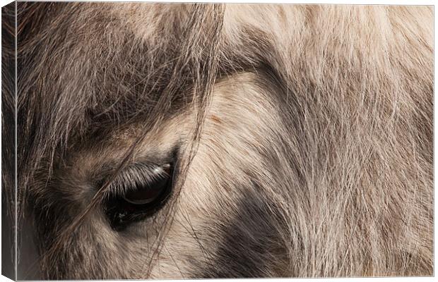 Pony's Eye Canvas Print by David Craig Hughes