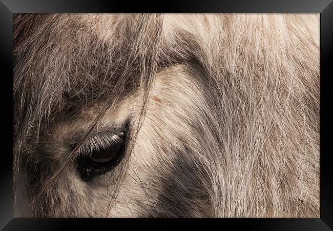 Pony's Eye Framed Print by David Craig Hughes