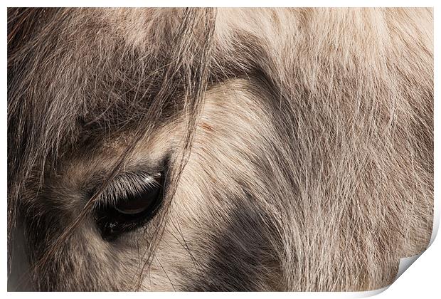 Pony's Eye Print by David Craig Hughes