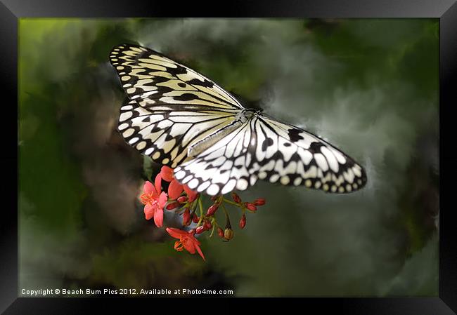 Paper Kite Butterfly Framed Print by Beach Bum Pics