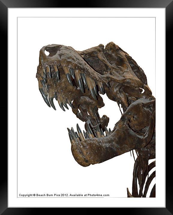 T-Rex Attack Framed Mounted Print by Beach Bum Pics