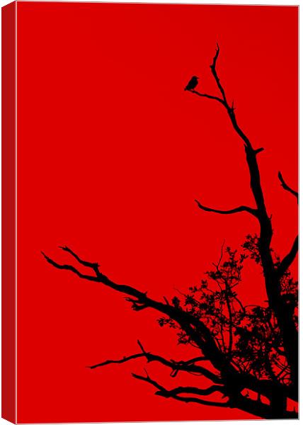 Red Canvas Print by Darren Burroughs