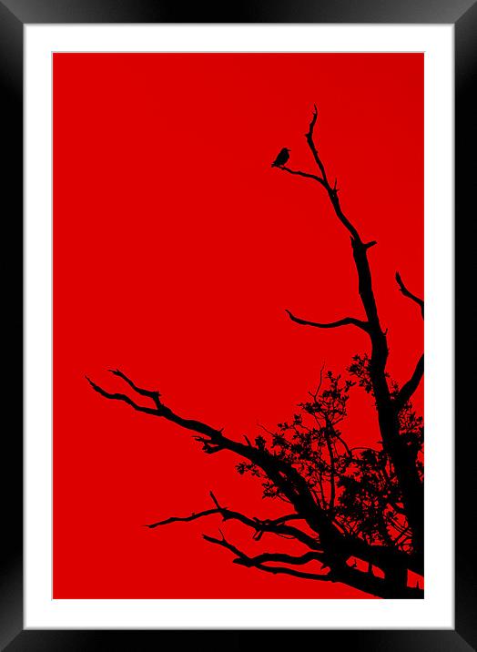Red Framed Mounted Print by Darren Burroughs