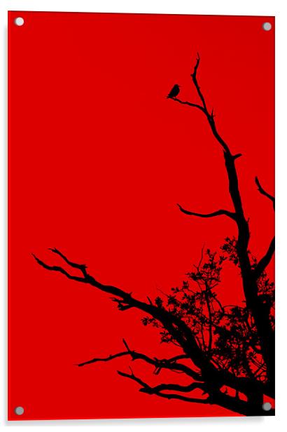 Red Acrylic by Darren Burroughs