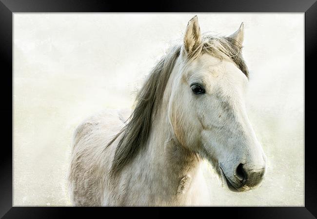 White Horse Framed Print by Jacqi Elmslie