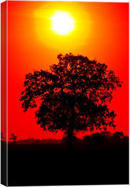 Tree Sunrise Canvas Print by Darren Burroughs