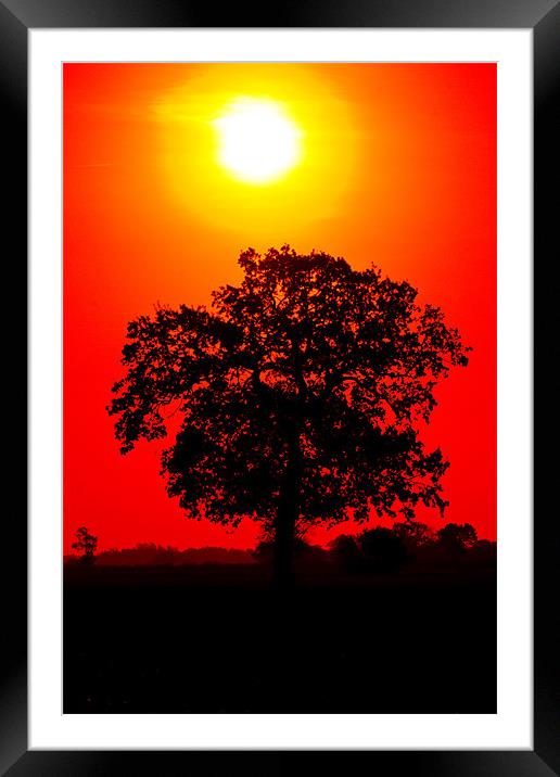 Tree Sunrise Framed Mounted Print by Darren Burroughs