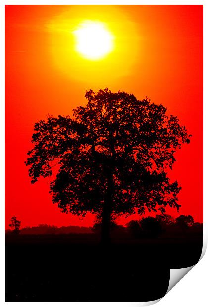 Tree Sunrise Print by Darren Burroughs