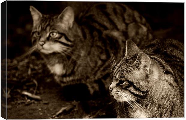 Scottish wildcats Canvas Print by Linda More