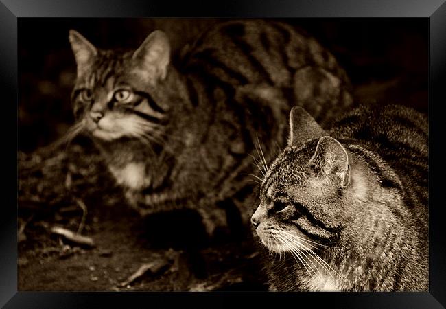 Scottish wildcats Framed Print by Linda More