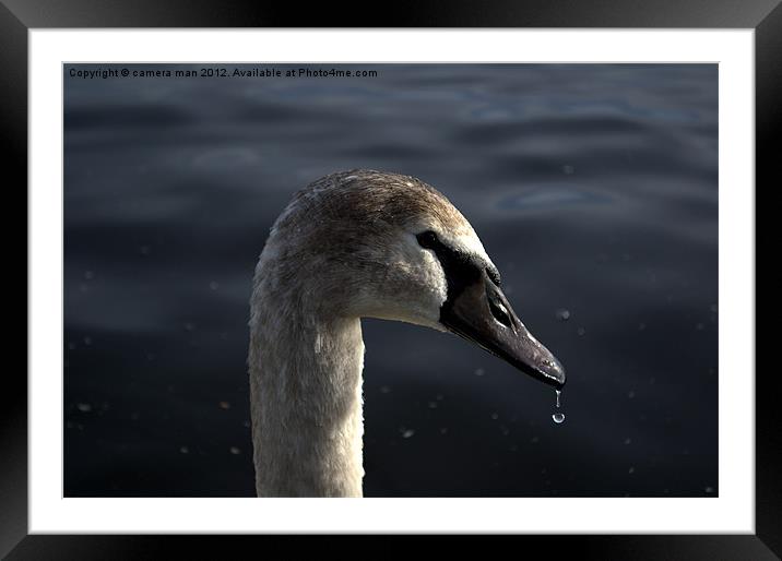 Swan Drop Framed Mounted Print by camera man