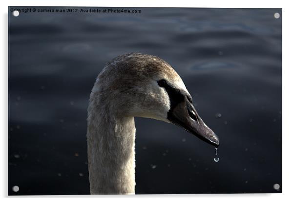 Swan Drop Acrylic by camera man
