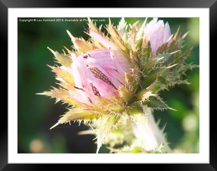 Thistle Framed Mounted Print by Lou Kennard