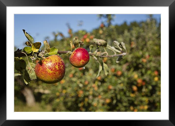 Ready for Picking Framed Mounted Print by Paul Macro