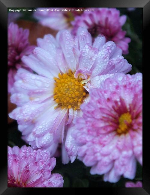 Pink flower in rain Framed Print by Lou Kennard