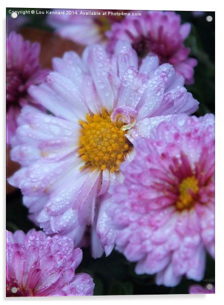 Pink flower in rain Acrylic by Lou Kennard