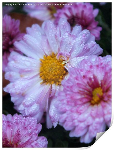 Pink flower in rain Print by Lou Kennard