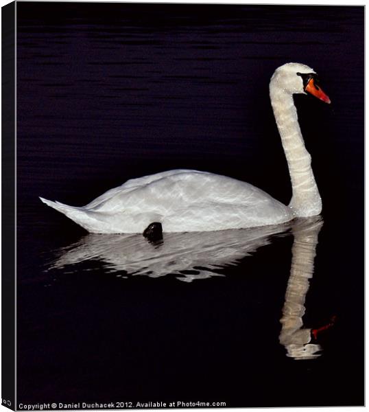 swan reflection Canvas Print by Daniel Duchacek
