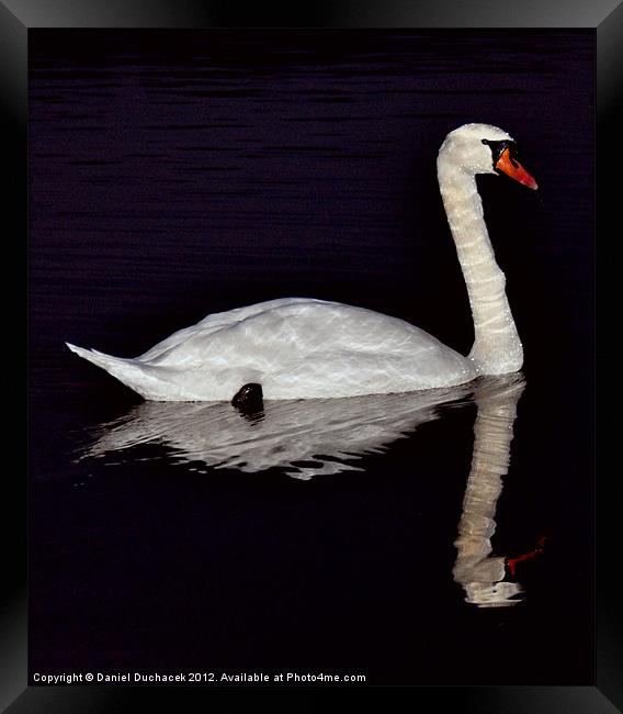 swan reflection Framed Print by Daniel Duchacek