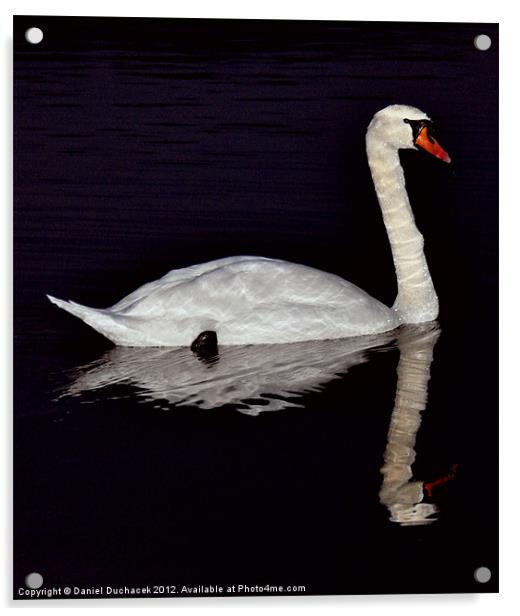 swan reflection Acrylic by Daniel Duchacek