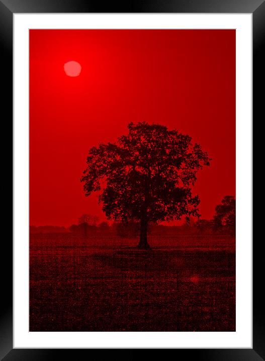 Tree Sunrise #2 Framed Mounted Print by Darren Burroughs