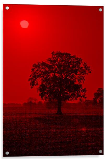 Tree Sunrise #2 Acrylic by Darren Burroughs