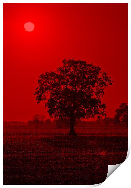 Tree Sunrise #2 Print by Darren Burroughs