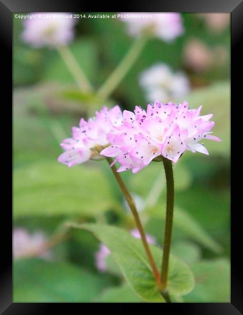 Petal Spots Framed Print by Lou Kennard