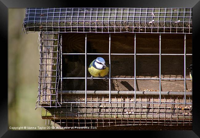 Blue Tit - Cyanistes caeruleus Framed Print by Vanna Taylor