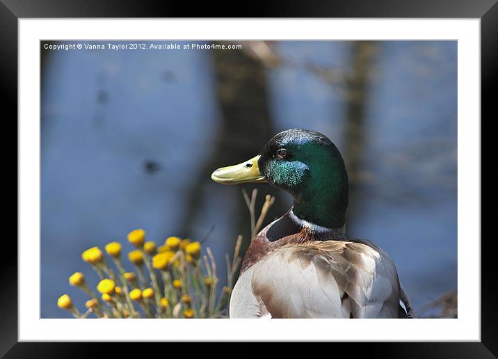 Duck Resting By Cromford Canal, Derbyshire Framed Mounted Print by Vanna Taylor