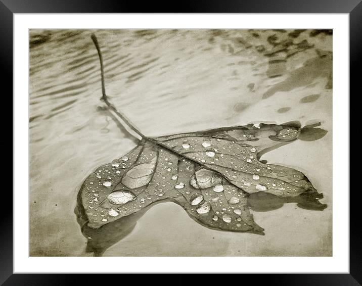 floating leaf (sepia) Framed Mounted Print by Heather Newton