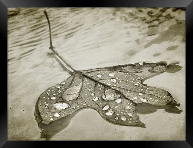 floating leaf (sepia) Framed Print by Heather Newton