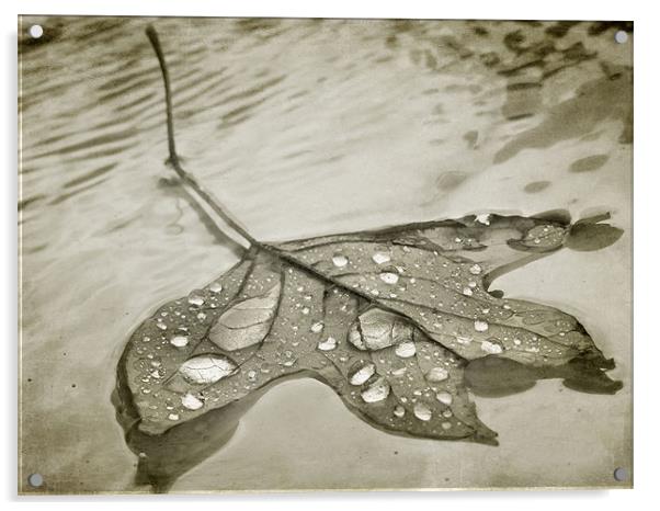 floating leaf (sepia) Acrylic by Heather Newton