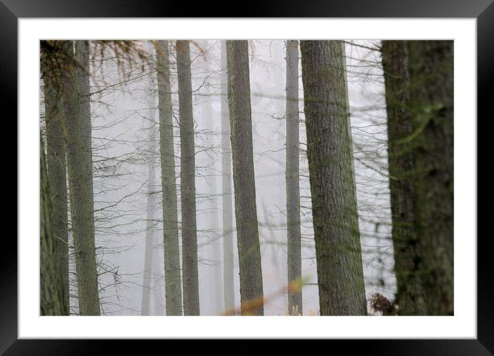 misty forest Framed Mounted Print by Gavin Wilson