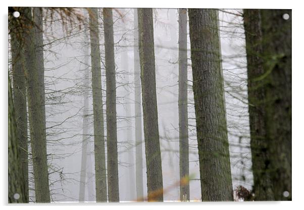 misty forest Acrylic by Gavin Wilson