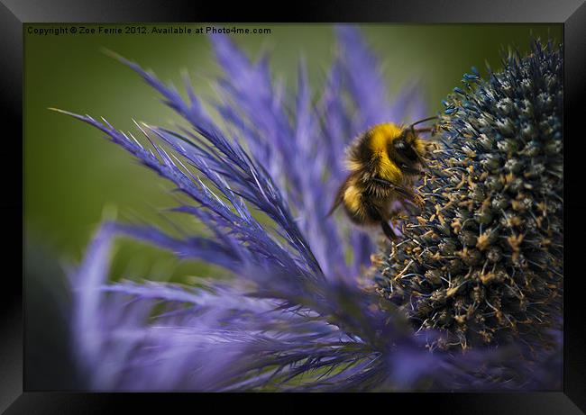 Busy Bee! Framed Print by Zoe Ferrie