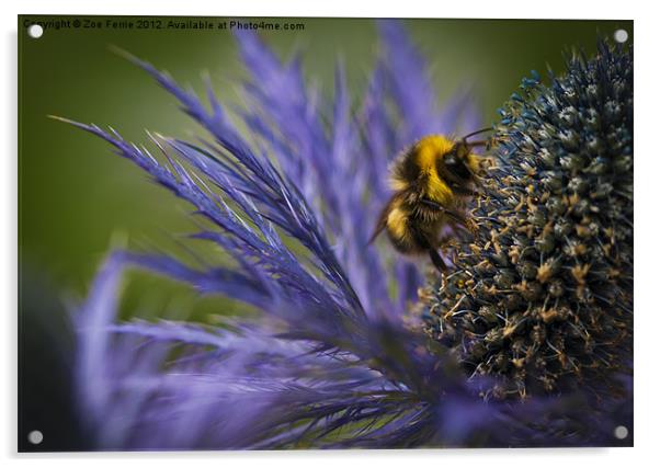Busy Bee! Acrylic by Zoe Ferrie