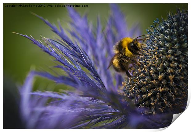 Busy Bee! Print by Zoe Ferrie