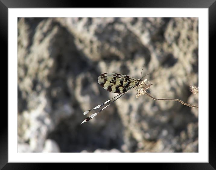 Damsel fly on wild flower Framed Mounted Print by Malcolm Snook