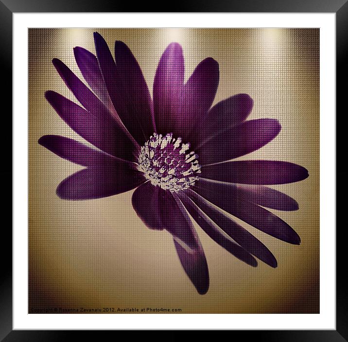Purple Florals Framed Mounted Print by Rosanna Zavanaiu