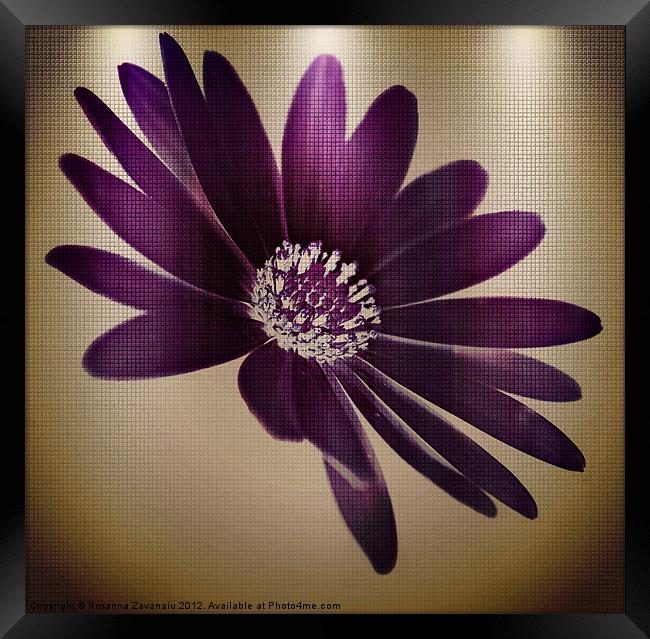 Purple Florals Framed Print by Rosanna Zavanaiu