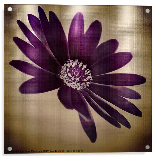 Purple Florals Acrylic by Rosanna Zavanaiu