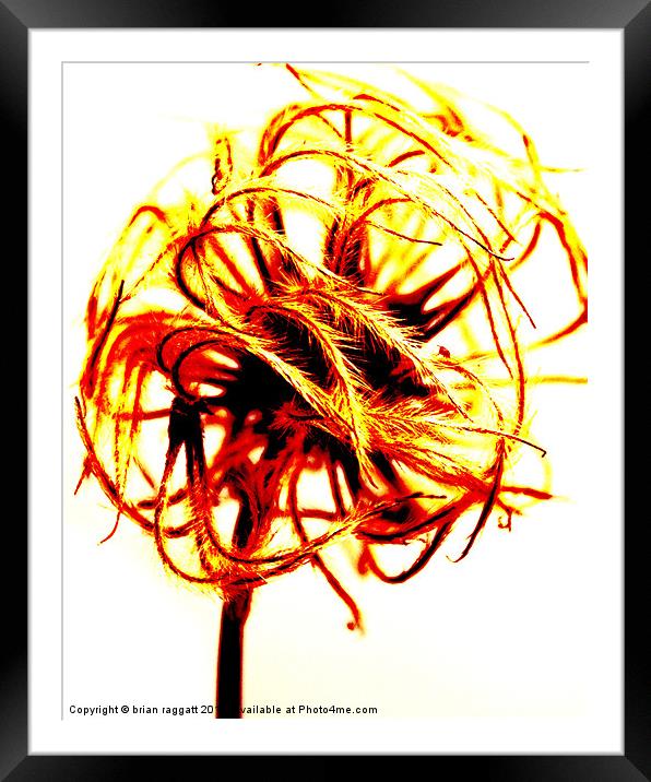 Abstract seed Head Framed Mounted Print by Brian  Raggatt
