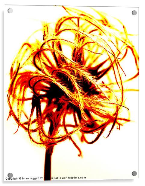 Abstract seed Head Acrylic by Brian  Raggatt