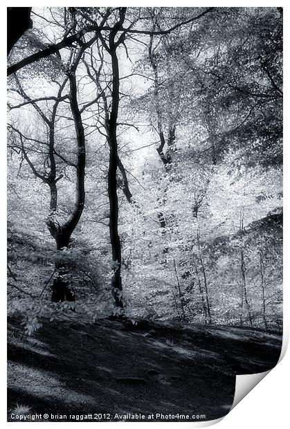 Autumn Leaf Release Print by Brian  Raggatt